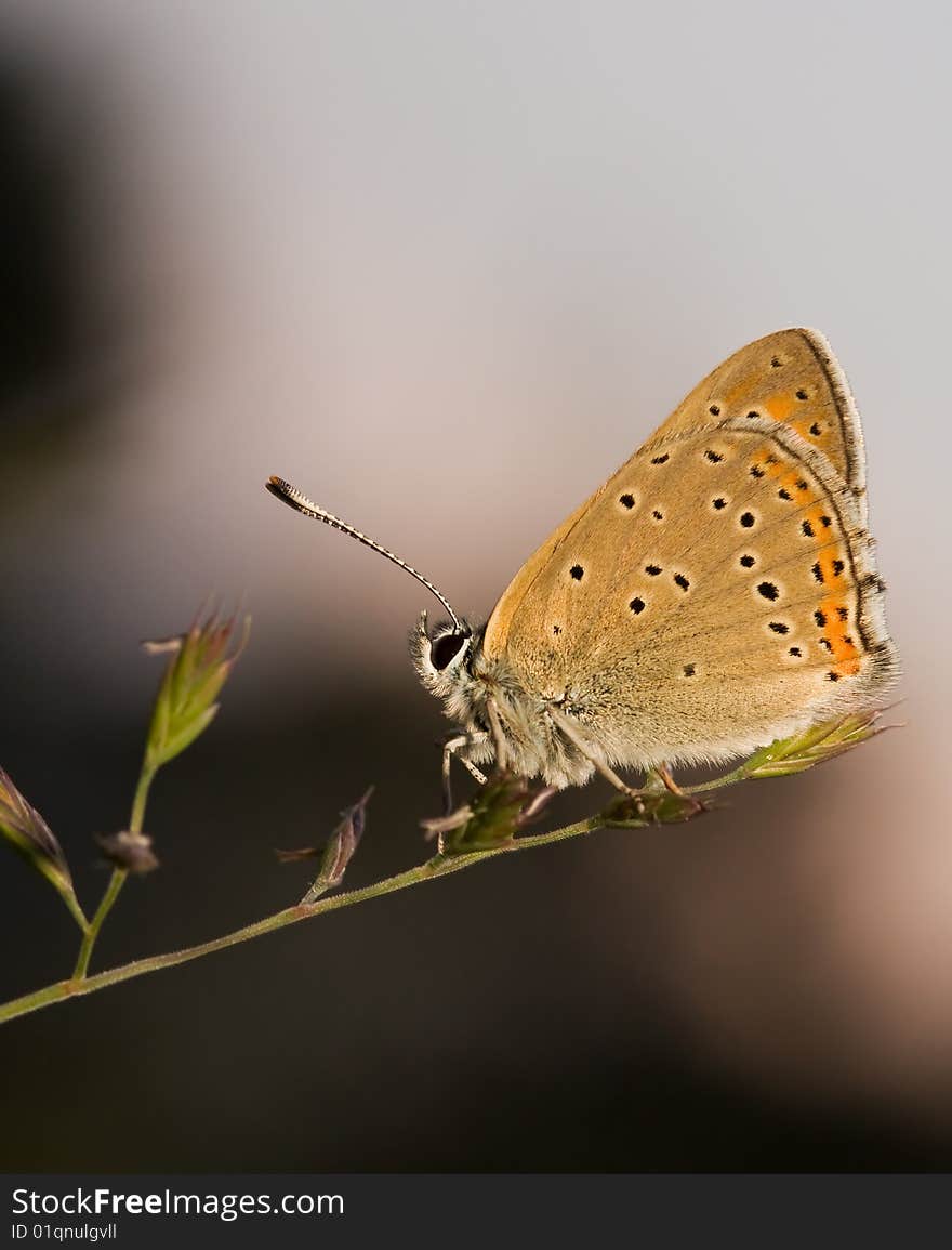 Beautiful Copper Butterfly balancing steadily