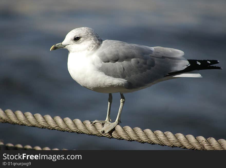 Seagull seat at the pier