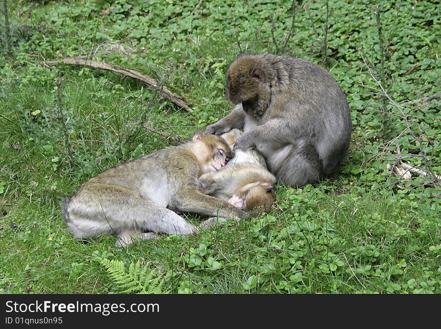 Lovely Monkeys cared by Mother