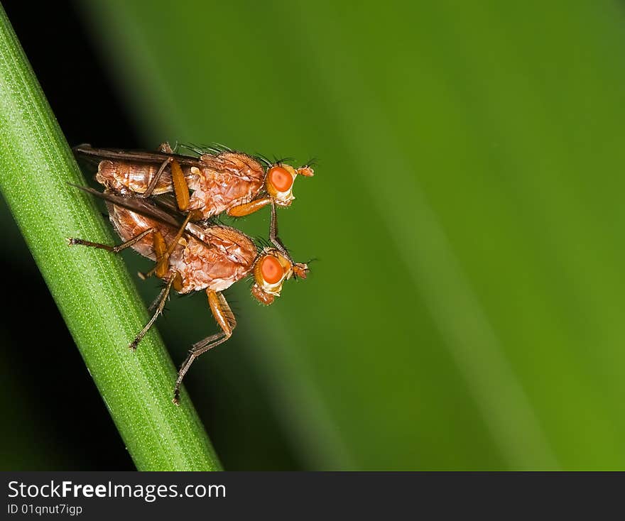 Sciomyzidae making love together in public