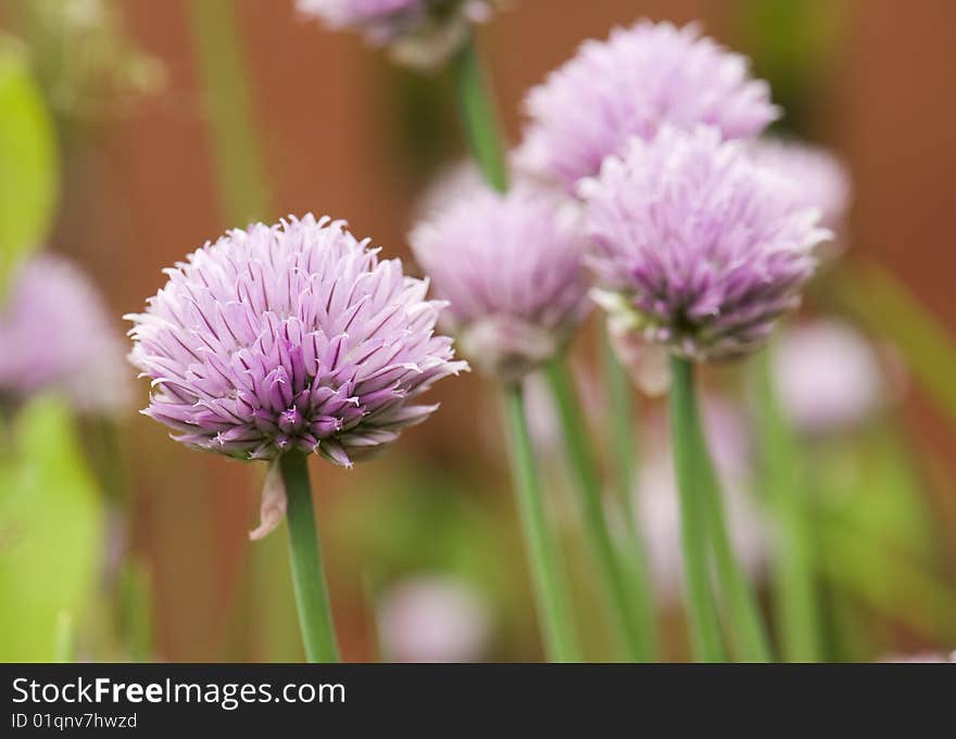 Several clover, one in focus. Several clover, one in focus