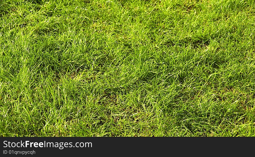 Grass background in horizontal orientation