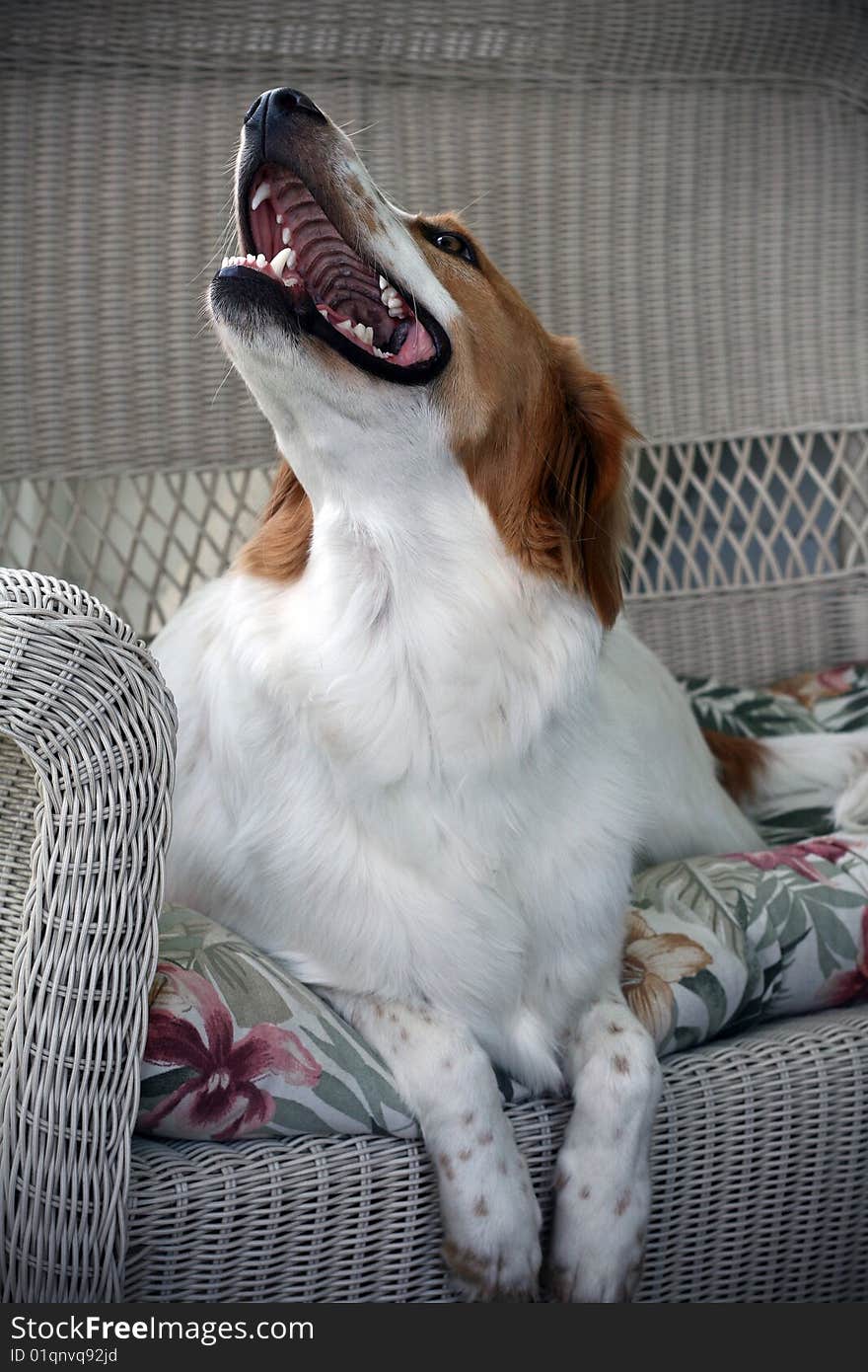 Brittney Spaniel dog smiling happy. Brittney Spaniel dog smiling happy