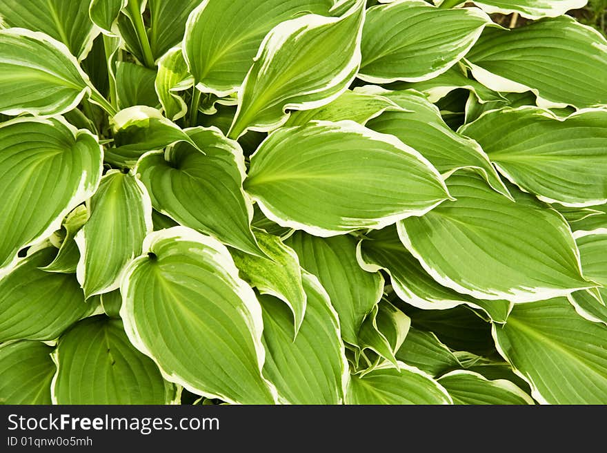 Green and white leaves background. Green and white leaves background