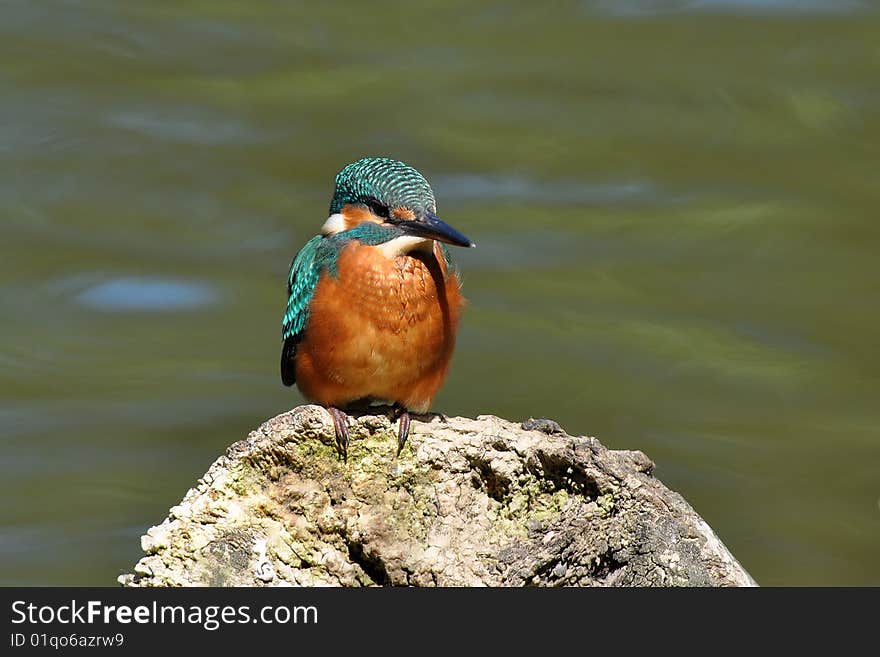 Beautiful Colored Kingfisher