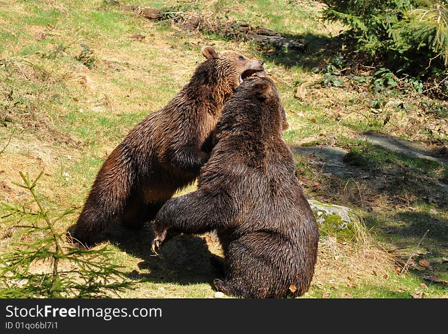 Brown Bears In Fight