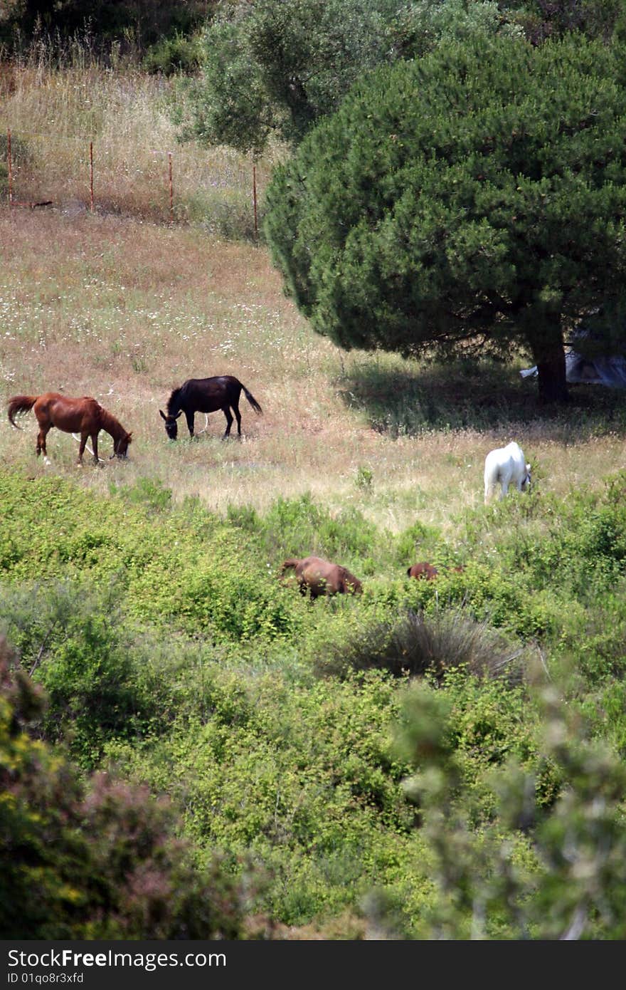 A grazing horses in a field full of Buttercups. A grazing horses in a field full of Buttercups.
