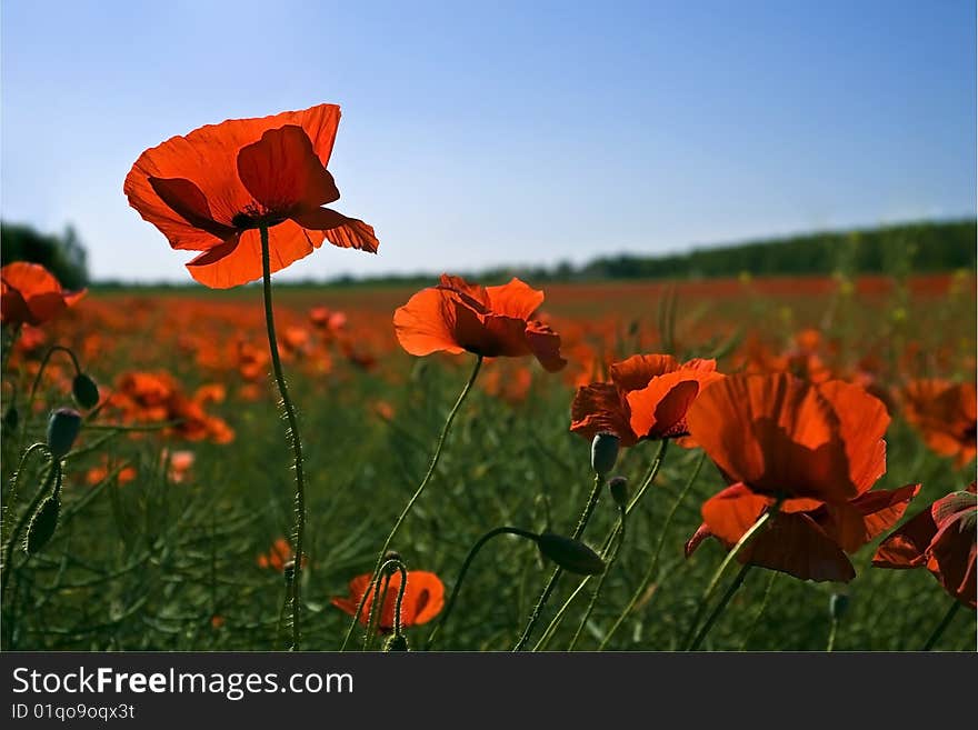 Poppy field