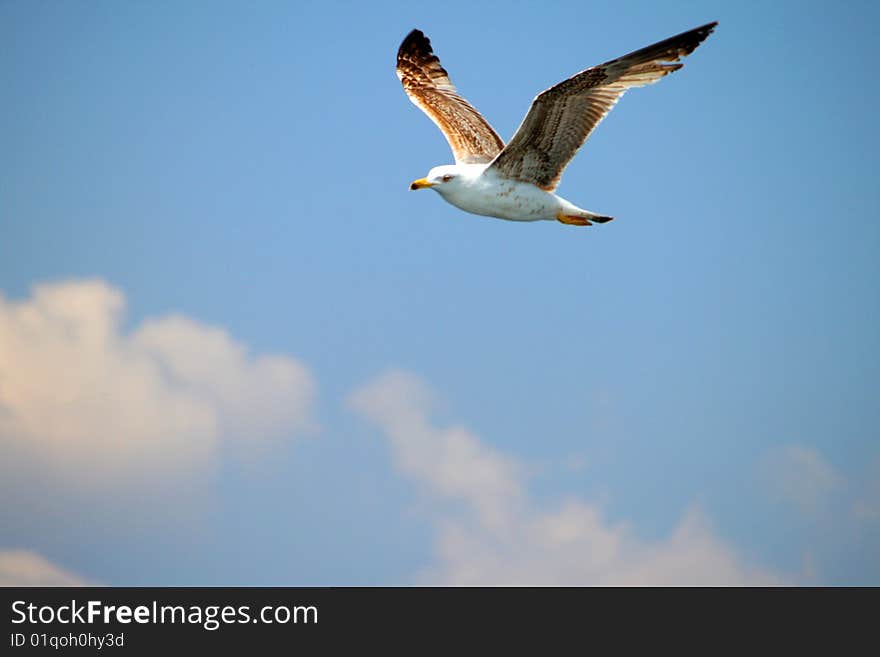 Flying seagull