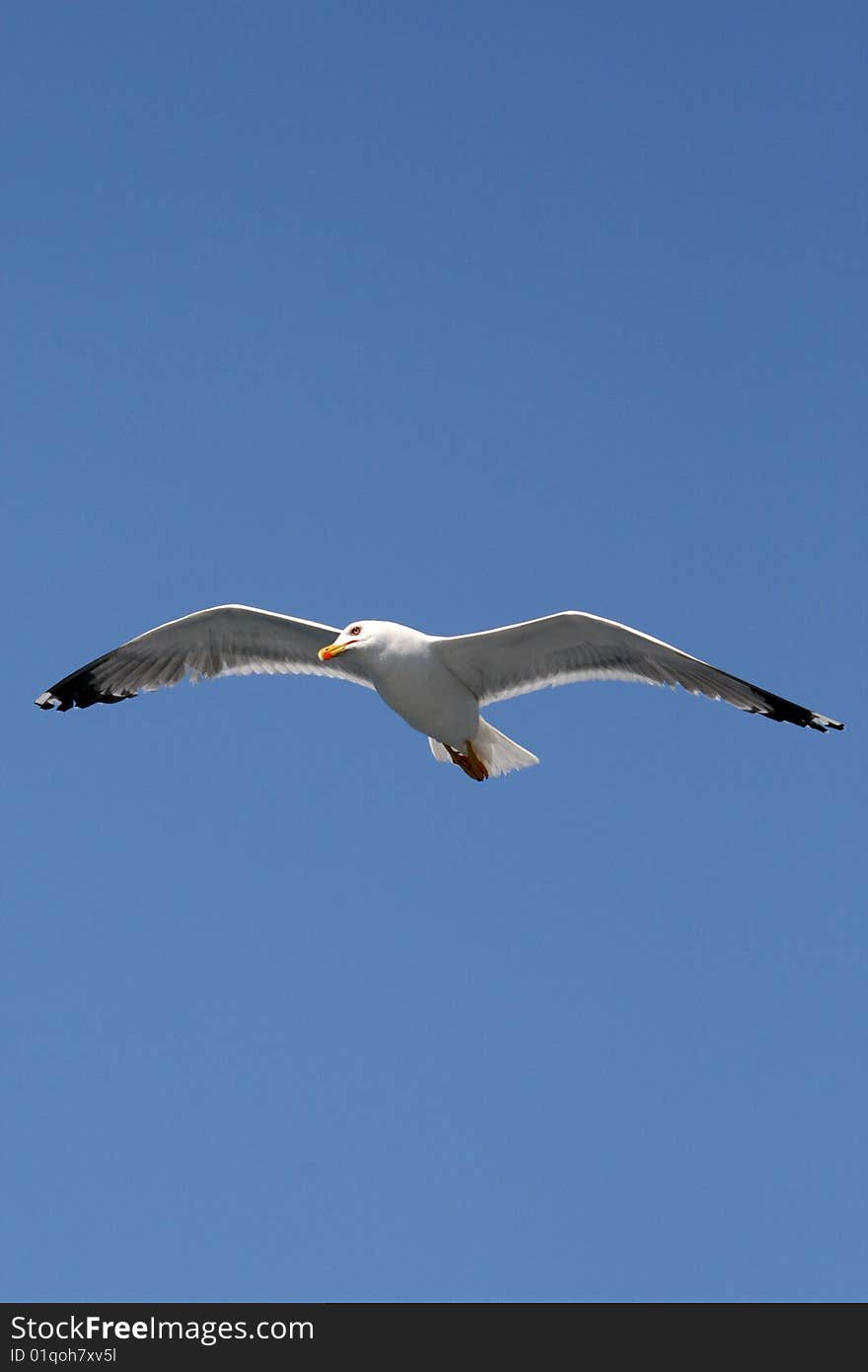 Flying seagull