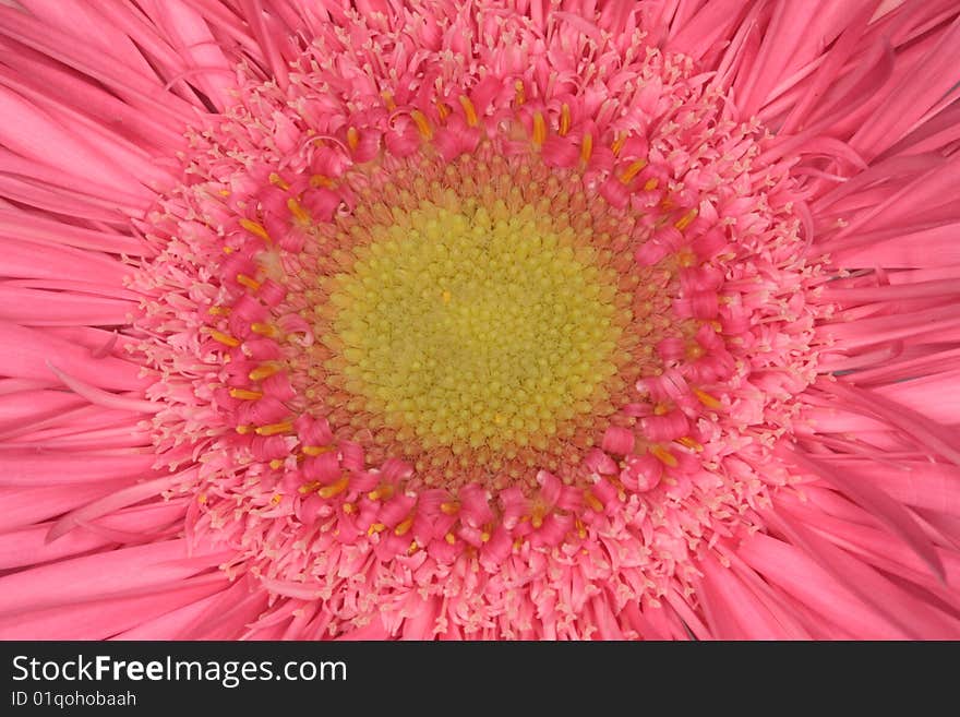 Inside flower, background with summer. Inside flower, background with summer