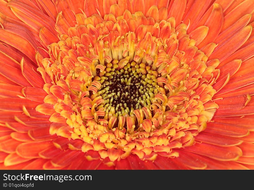 Inside flower, background with summer. Inside flower, background with summer