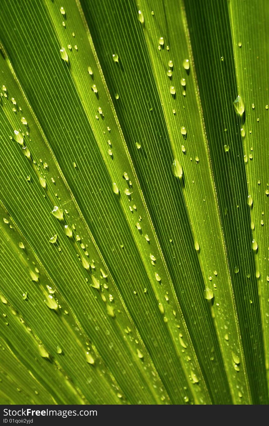 Radiant pattern of green palm leaf