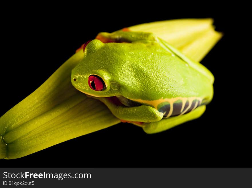 Exotic and beautiful full color frog, live in areas of Central America. Exotic and beautiful full color frog, live in areas of Central America