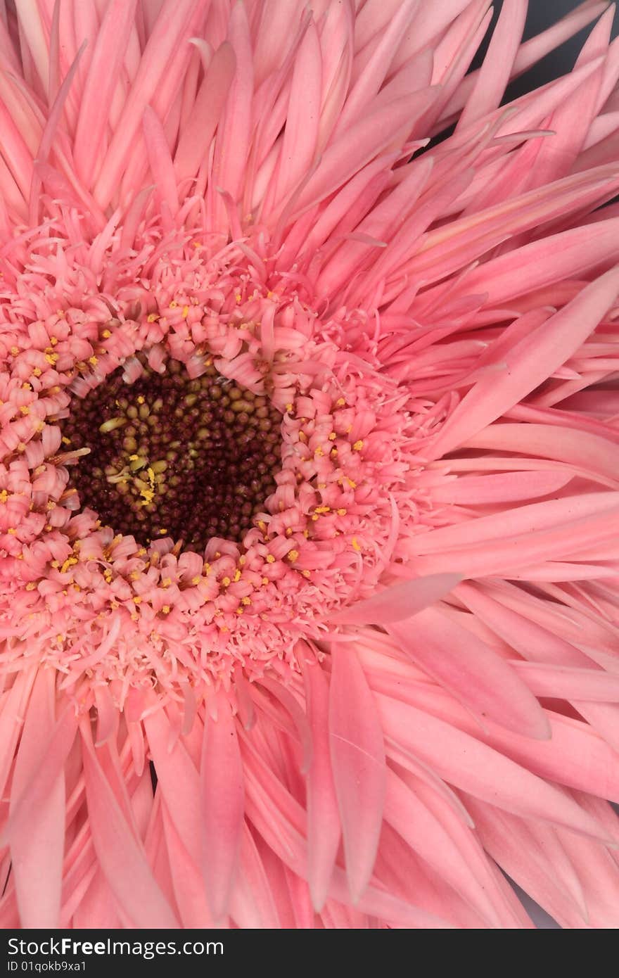 Inside flower, background with summer. Inside flower, background with summer