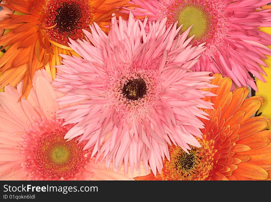 Inside flower, background with summer. Inside flower, background with summer