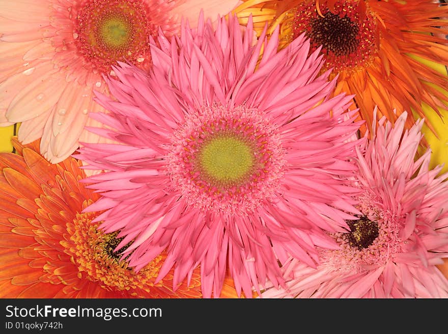 Inside flower, background with summer. Inside flower, background with summer