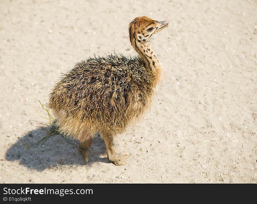 Little ostrich on a farm. Little ostrich on a farm