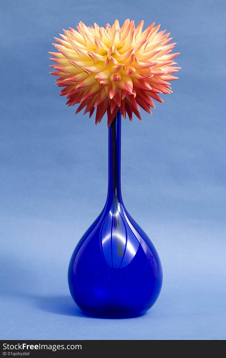 Close-up view of of a Dahlia with yellow and orange petals in a blue vase on a blue background. Close-up view of of a Dahlia with yellow and orange petals in a blue vase on a blue background