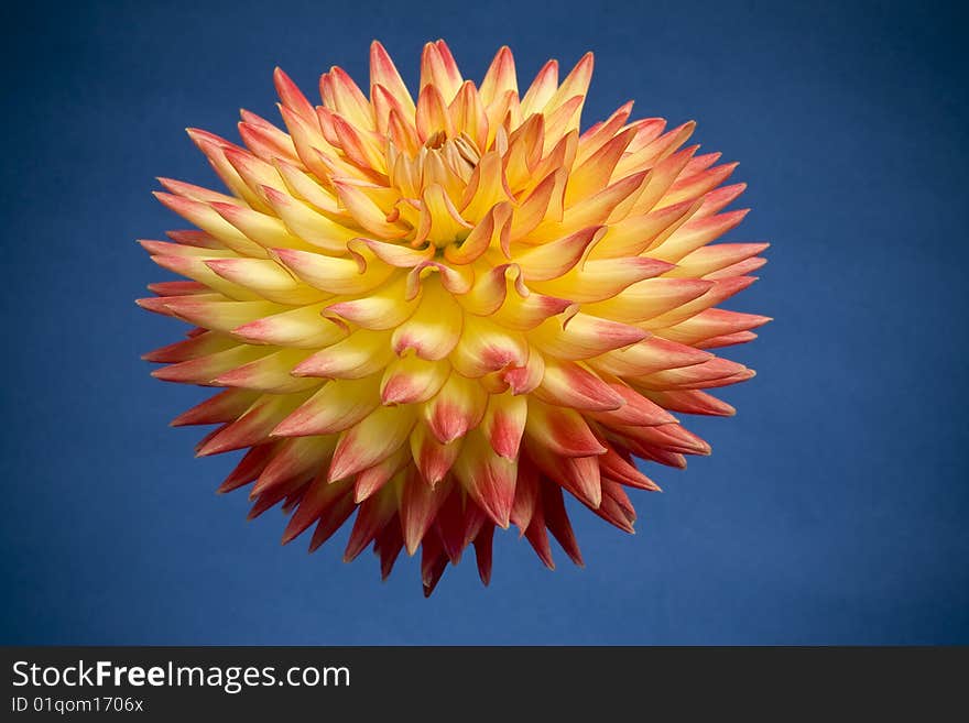 Close-up view of of a Dahlia with yellow and orange petals   on a blue background. Close-up view of of a Dahlia with yellow and orange petals   on a blue background