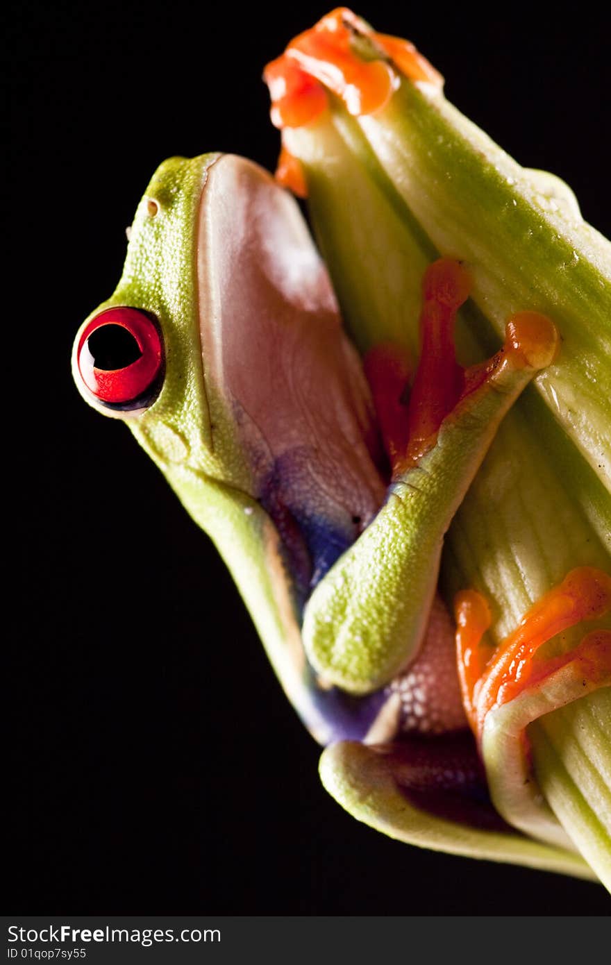 Exotic and beautiful full color frog, live in areas of Central America. Exotic and beautiful full color frog, live in areas of Central America