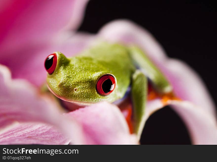 Exotic and beautiful full color frog, live in areas of Central America. Exotic and beautiful full color frog, live in areas of Central America