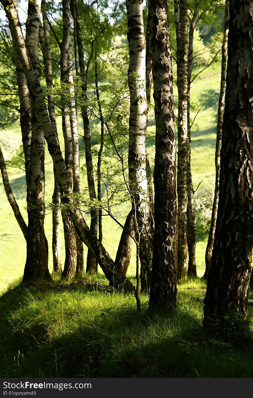 Birches on a bright summer day