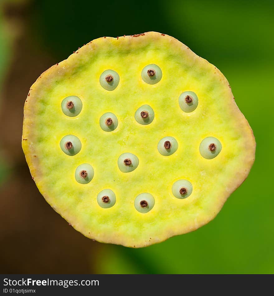 Top view of a lotus fruit.