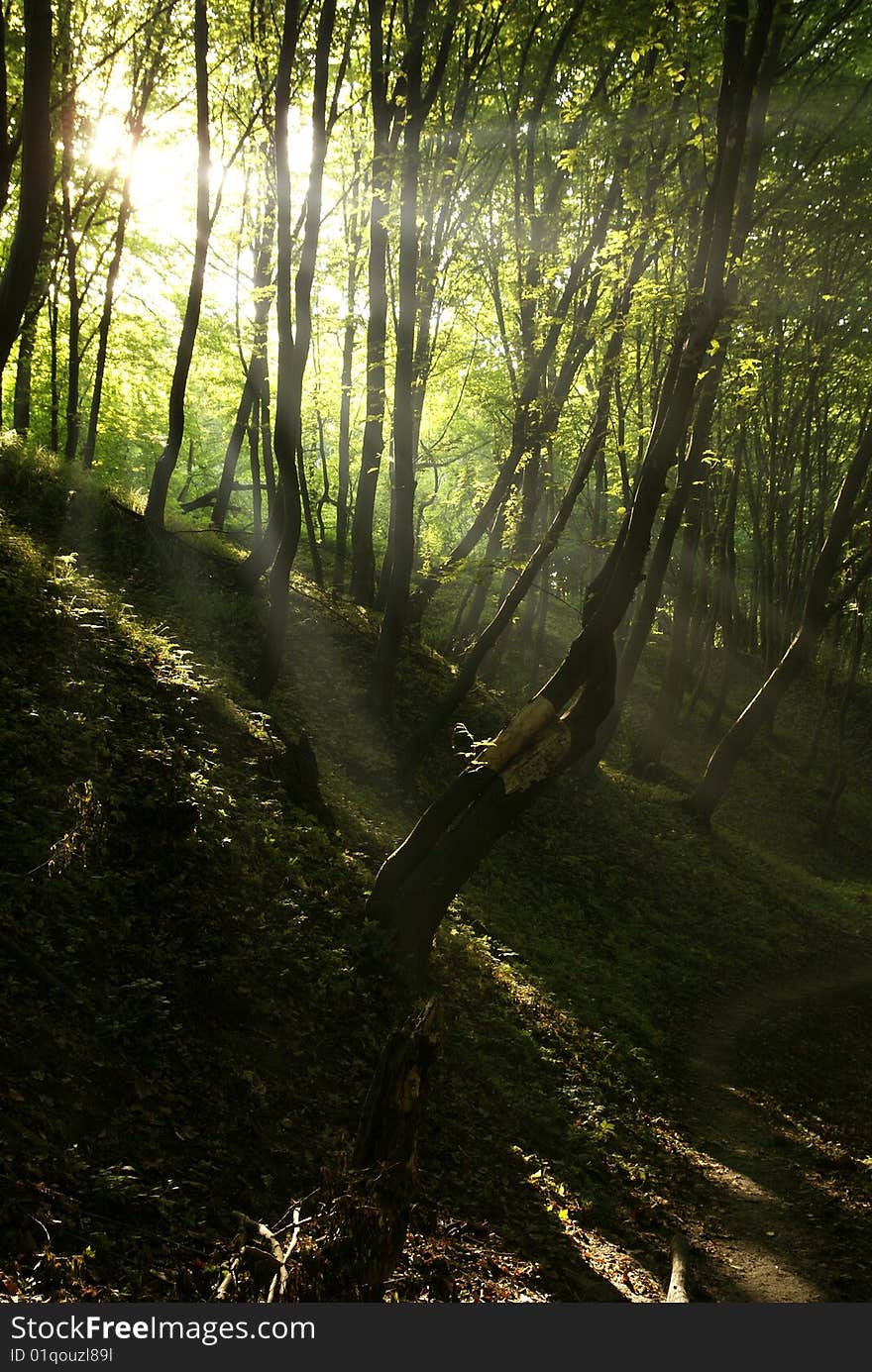 Sun beams in dark forest