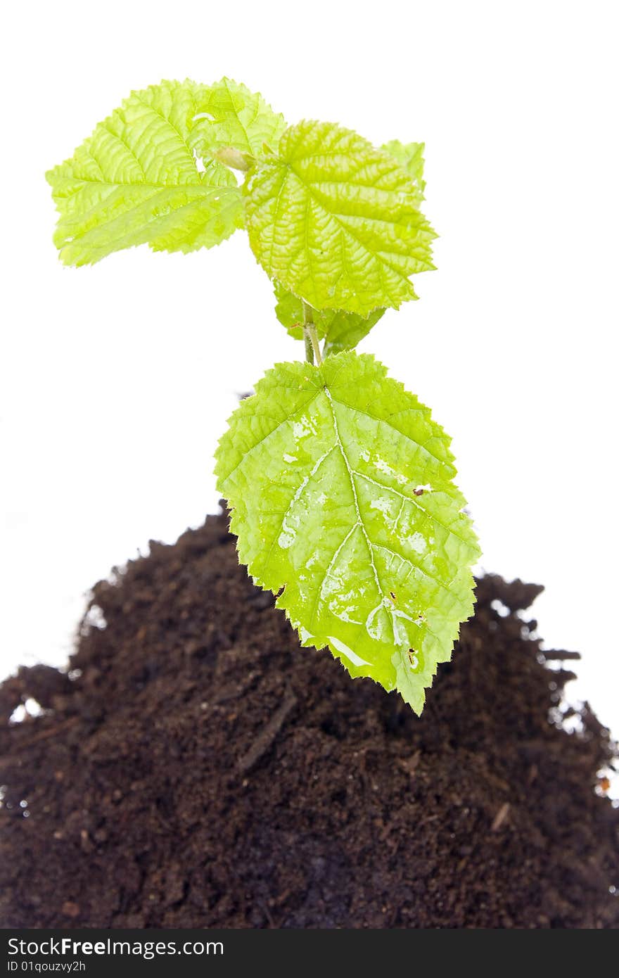 Young tree growing from the ground. Young tree growing from the ground