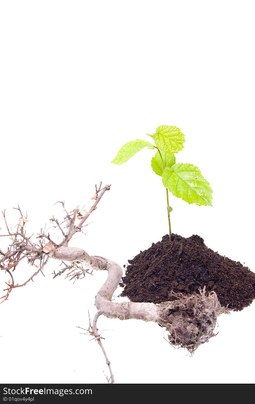 Young tree growing from the ground next to old one. Young tree growing from the ground next to old one