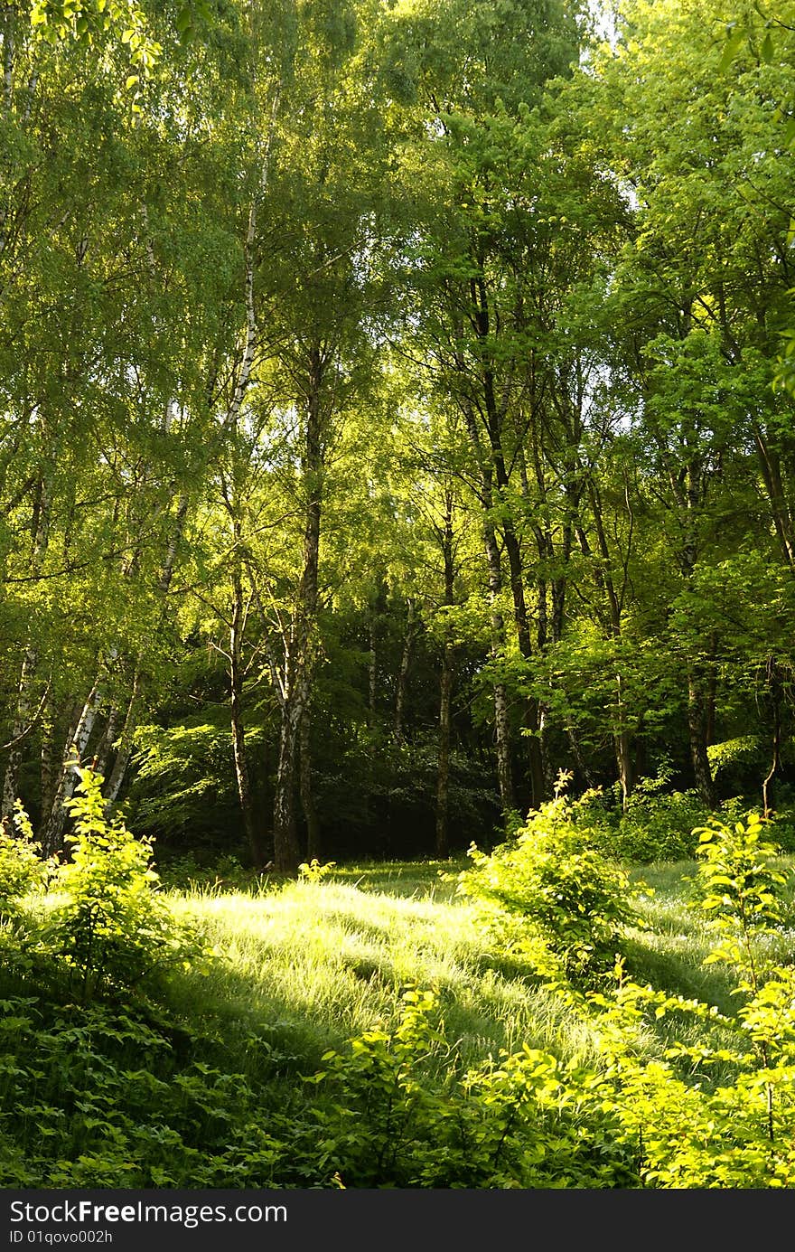 Sunny day in the woods