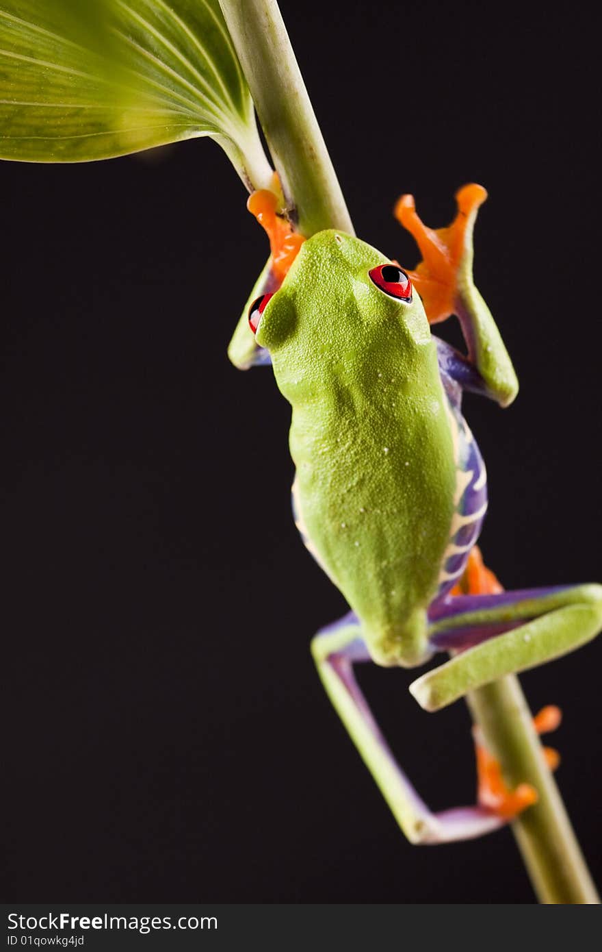 Frog On Branch