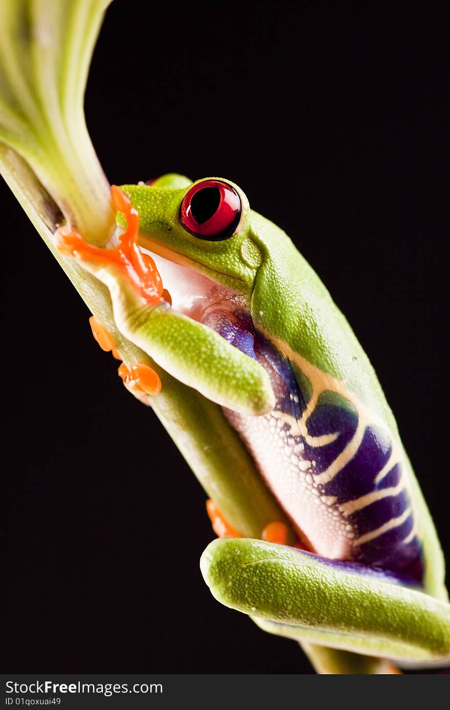 Exotic and beautiful full color frog, live in areas of Central America. Exotic and beautiful full color frog, live in areas of Central America