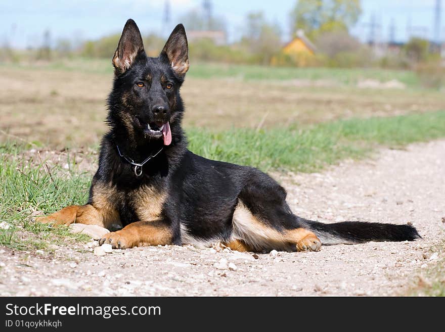 Young german sheepdog