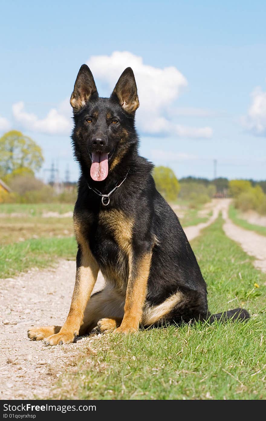 Young german sheepdog