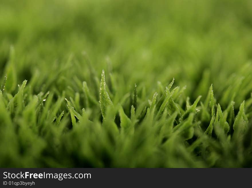 Closeup of green grass with water drops