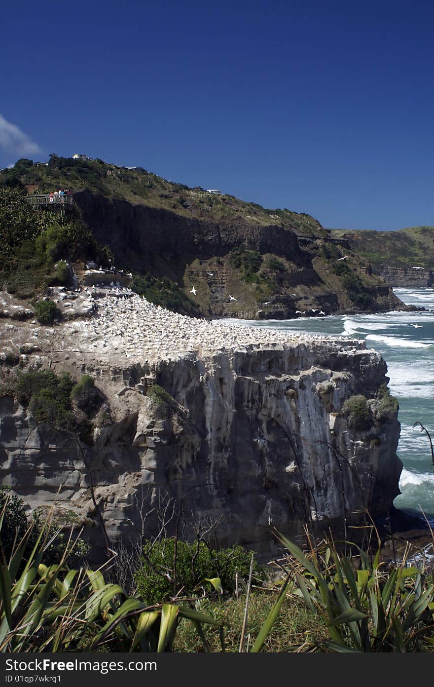 Gannet Colony