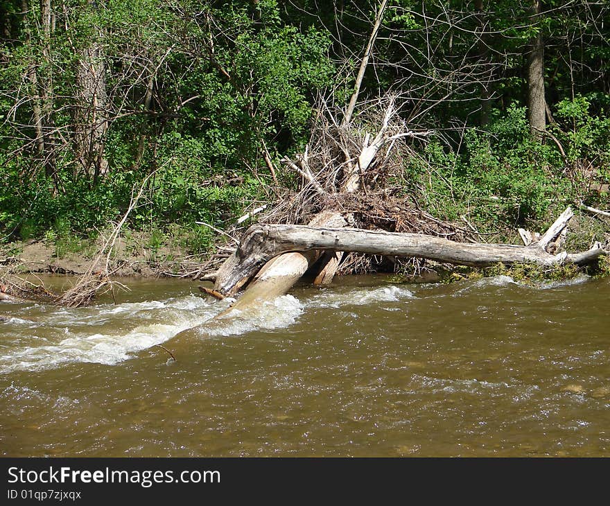 Dead Tree