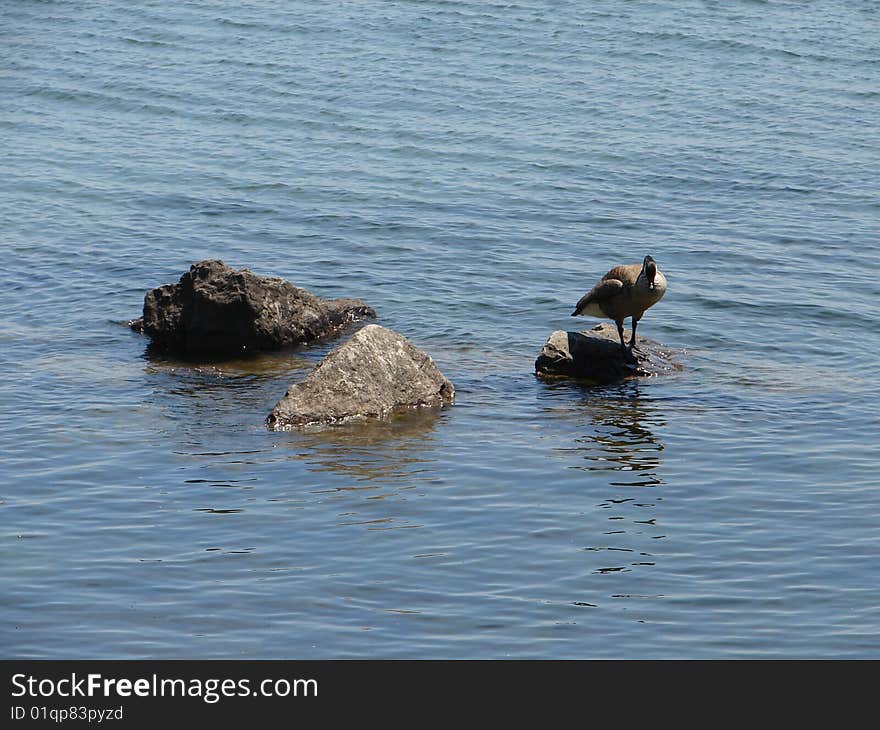 Canadian Goose