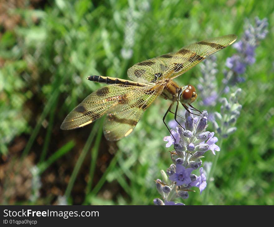 Dragonfly landing on a Lavender plant