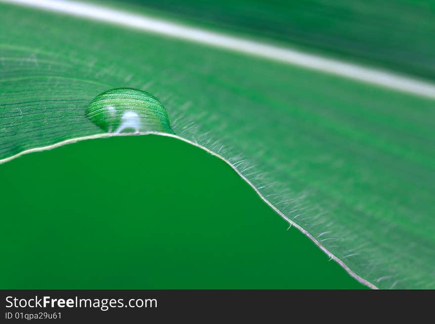 Big leaf - Textured Structure Background with drops.