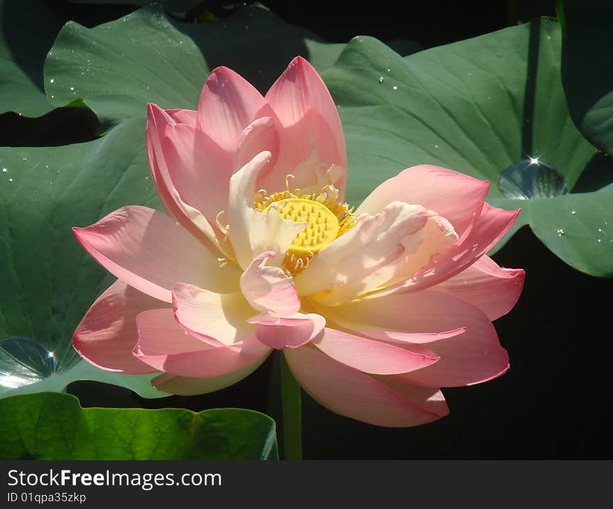Pink Water Lily in a pond