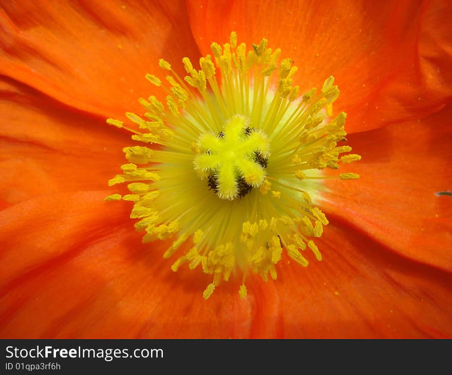 Center of an Orange Poppy Flower