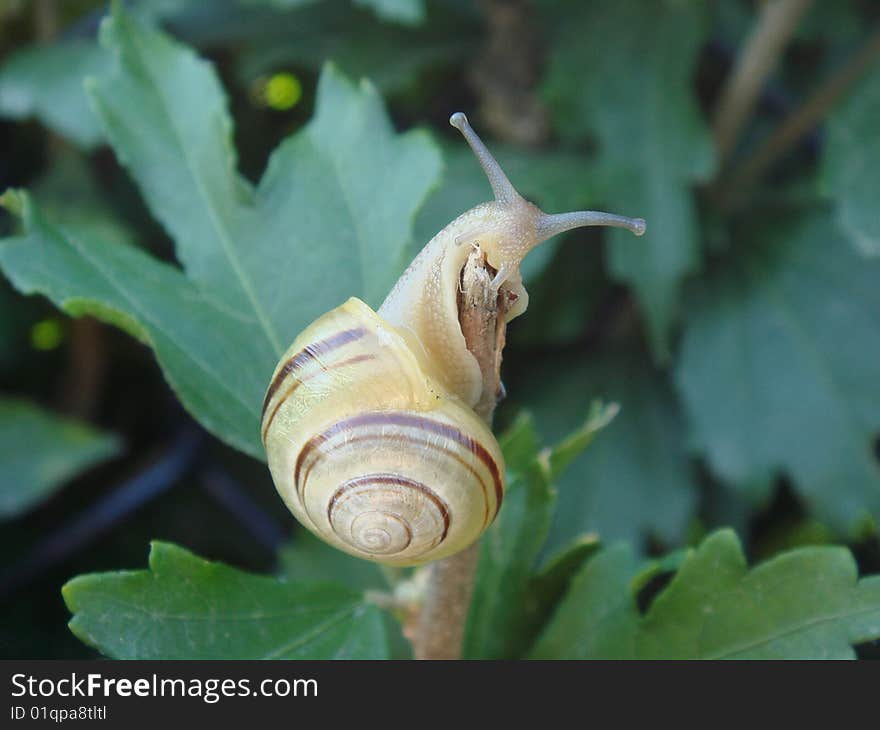 Snail crawling out of its shell