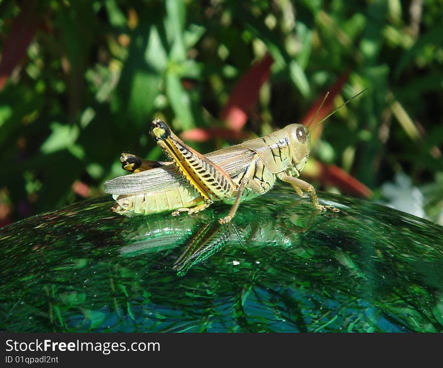 Green Grasshopper on a gazing ball