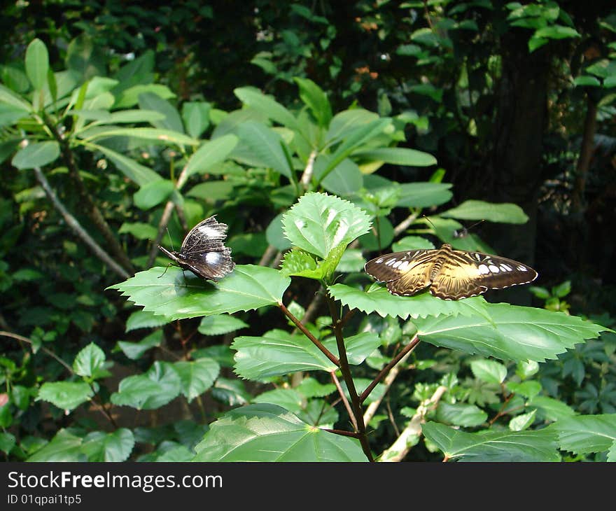 Pair of butterflies at a butterfly sanctuary