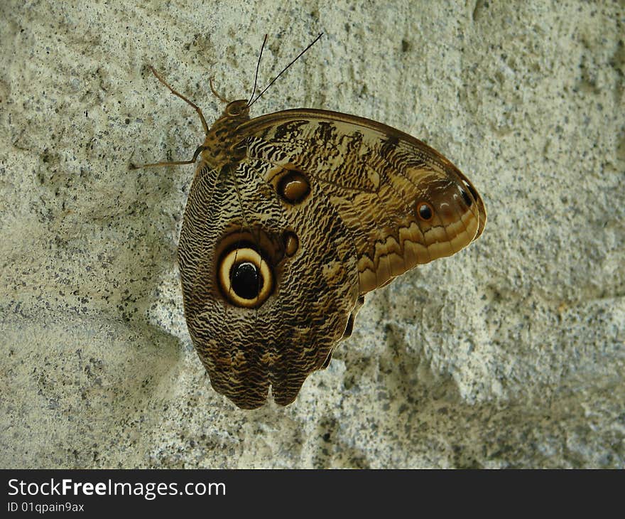 Golden Eye Butterfly on a large rock at a butterfly sanctuary