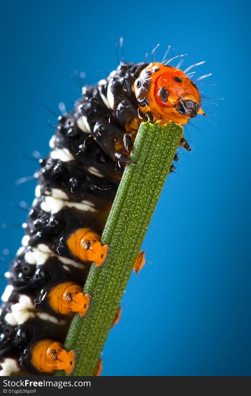 Macro shot of a black and orange caterpillar climbing on and munching a piece of grass. Macro shot of a black and orange caterpillar climbing on and munching a piece of grass.