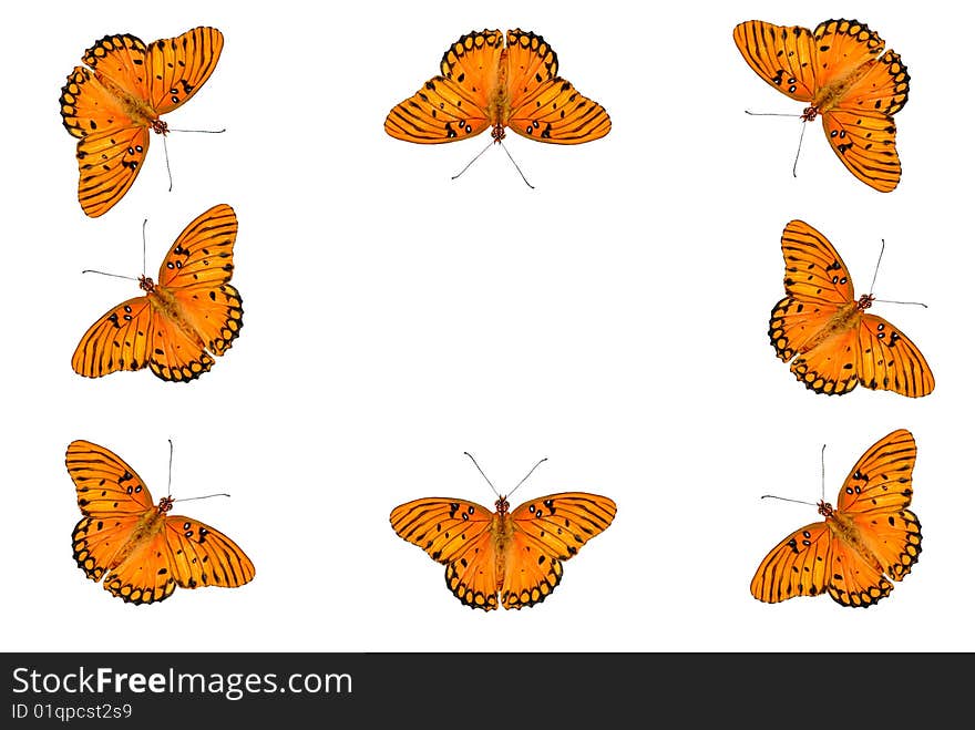 A white background with a border of Gulf Fritillary Butterflies, isolated on white, with copy space in the center. A white background with a border of Gulf Fritillary Butterflies, isolated on white, with copy space in the center